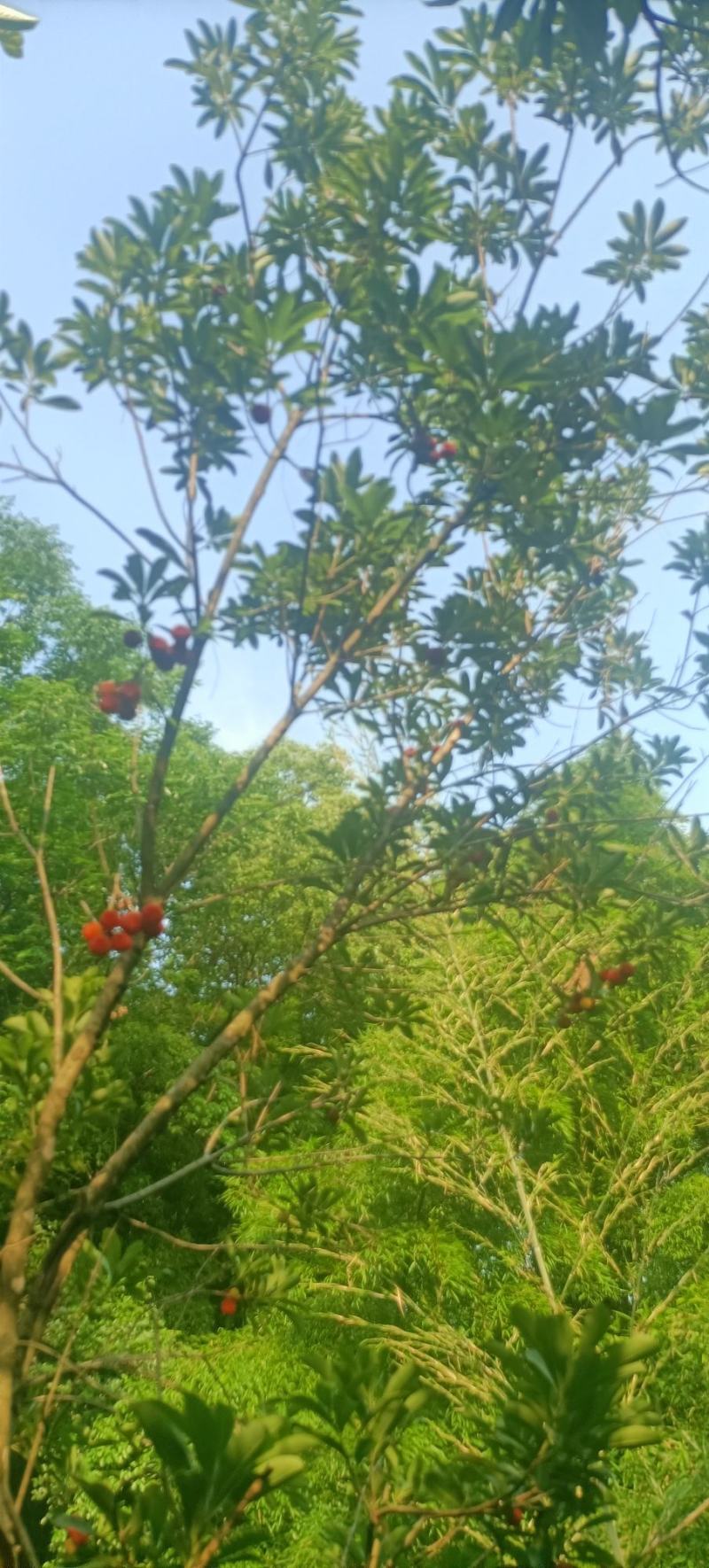 本地杨梅