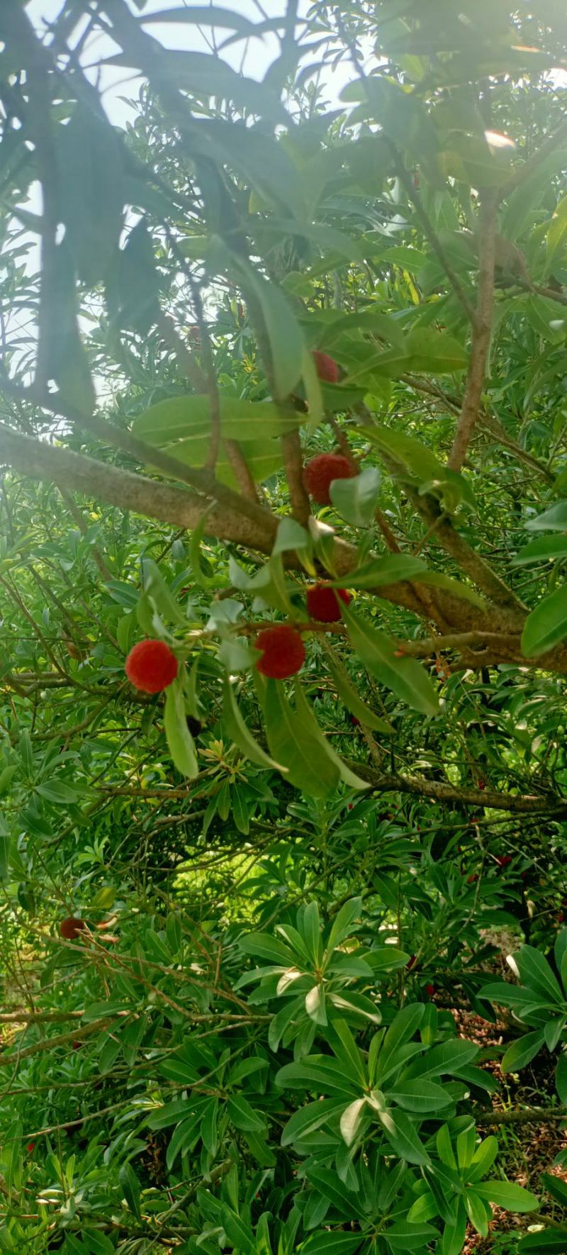 本地杨梅