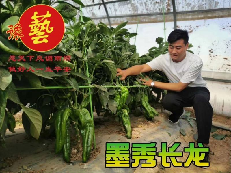 墨秀长龙泡椒辣椒种孑中早熟翠绿皮微辣坐果能力强上部不变短