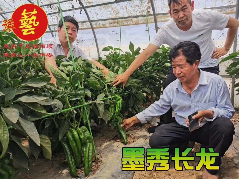 墨秀长龙泡椒辣椒种孑中早熟翠绿皮微辣坐果能力强上部不变短