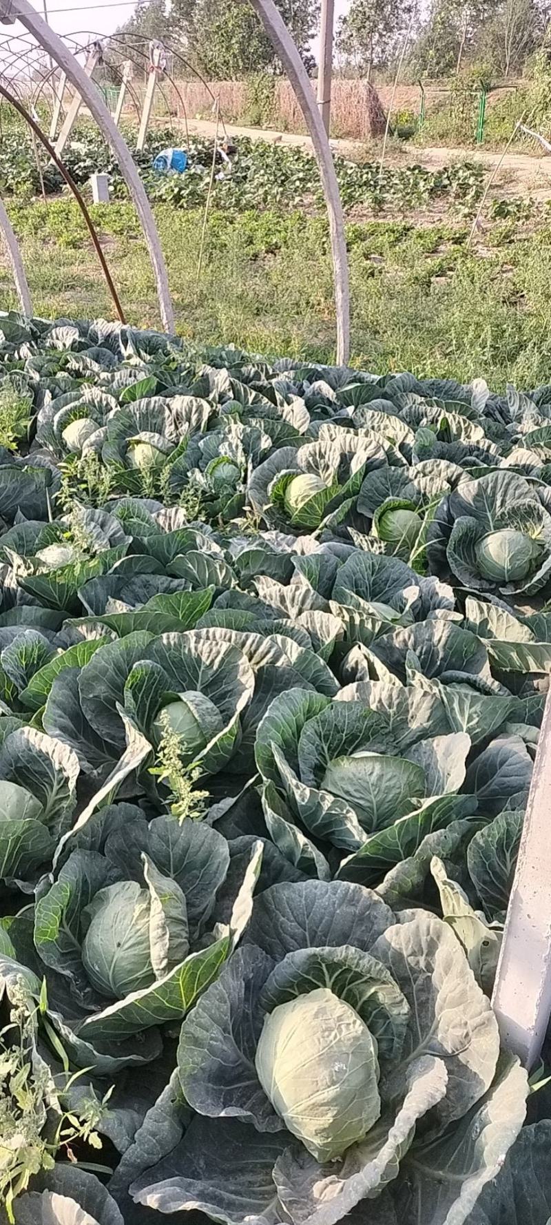 甘蓝