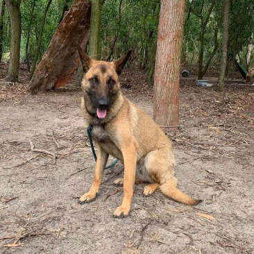 马犬，骨架大，特别聪明，会简单指领，会听懂人话。