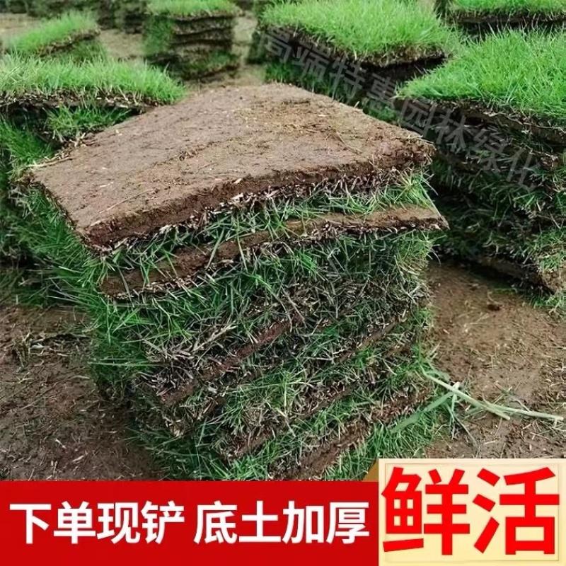 精品草坪大量出售自营自销量大从优