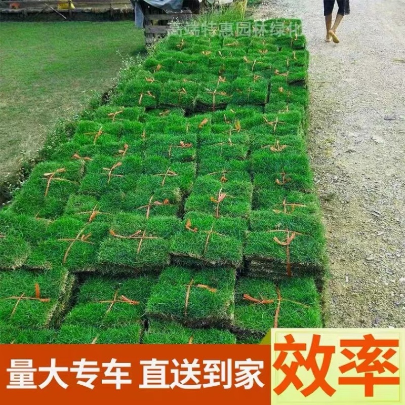 精品草坪大量出售自营自销量大从优