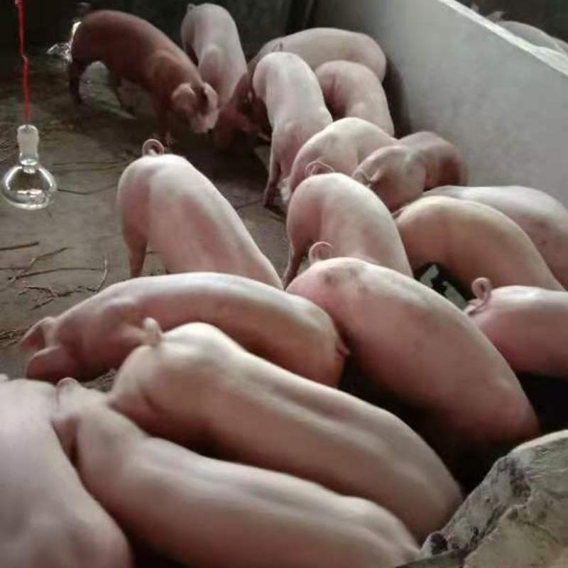 湖南鹏程常年供应二元母猪、大约克