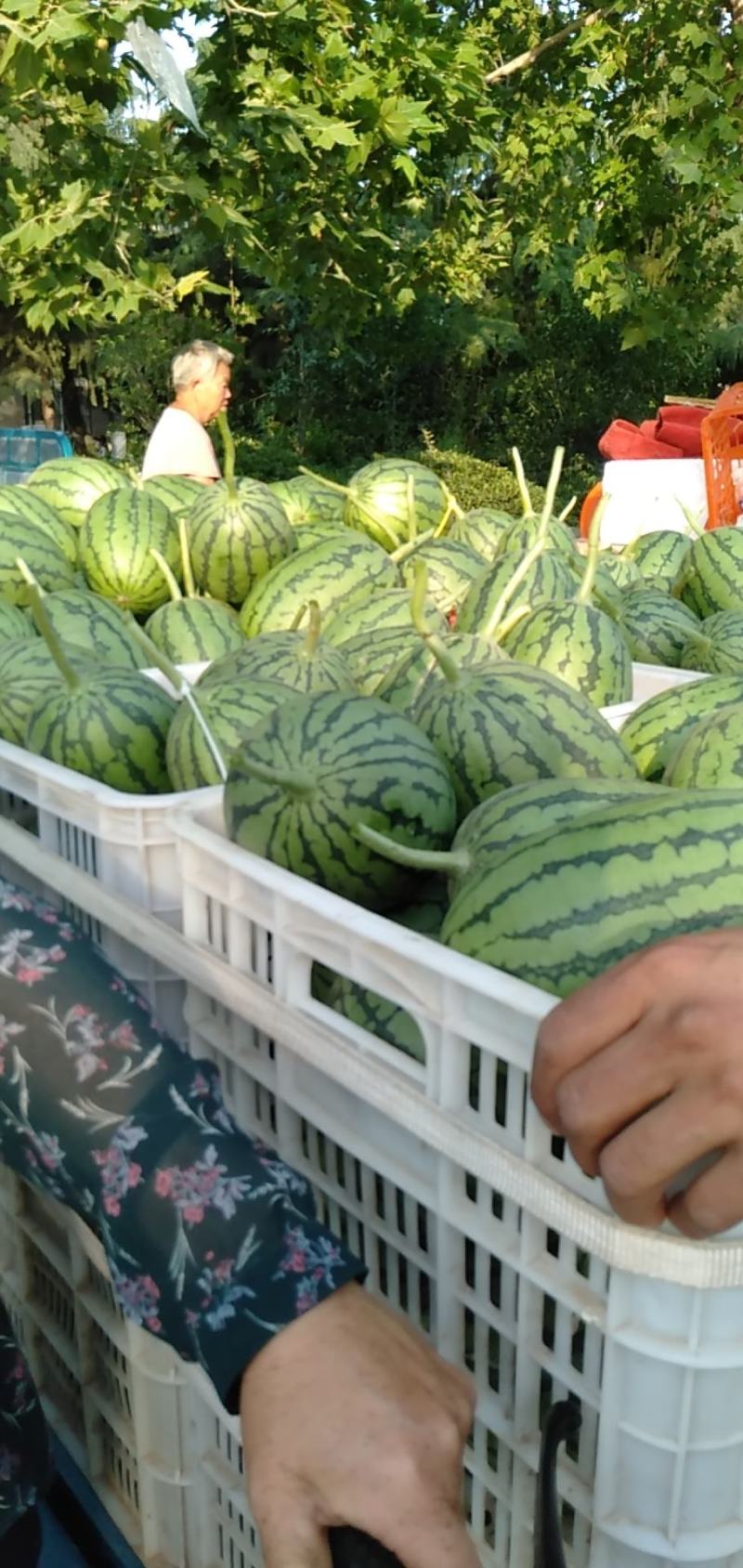 小糖丸儿，早春红玉，一手货源，社区团购，量大从优