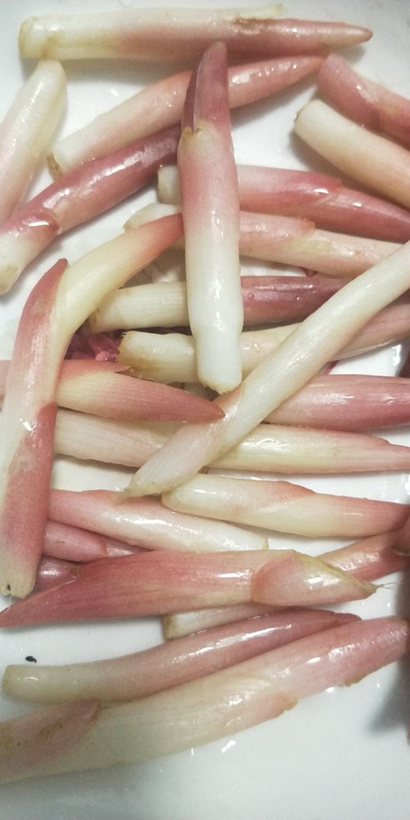 阳荷嫩芽