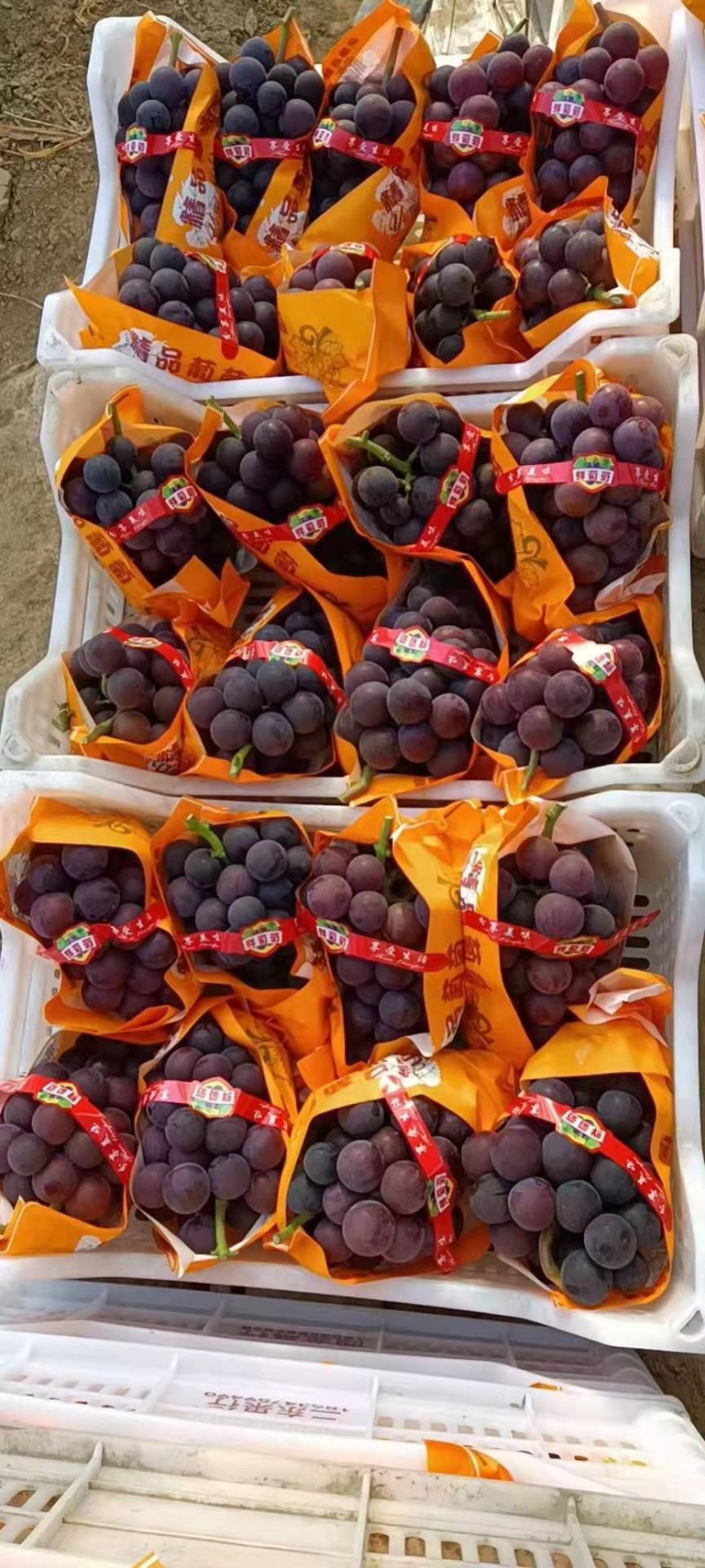 河北精品夏黑，藤稔，维多利亚葡萄大量供应