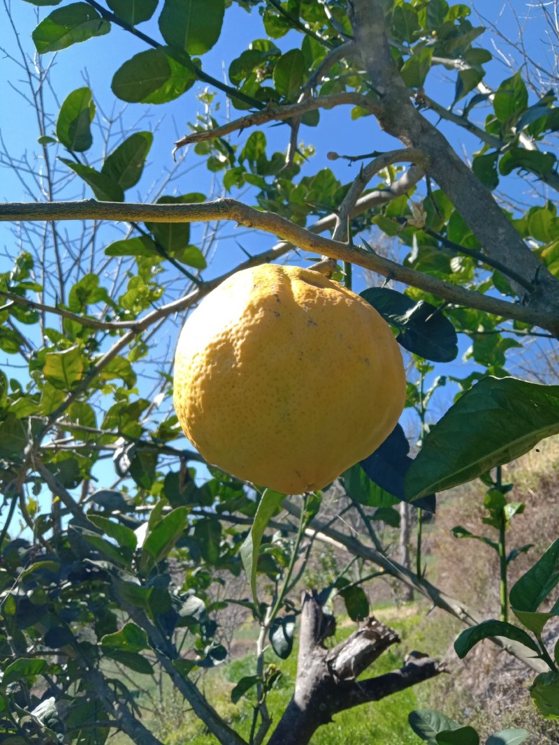 香橼观赏果新房新车空气清新剂脆甜食用水果