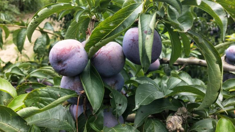 眉山五月脆