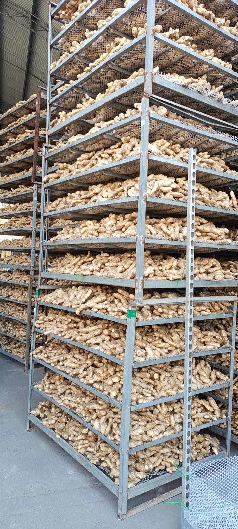 【实力】优选大黄姜品种齐全常年供应可以送货上门