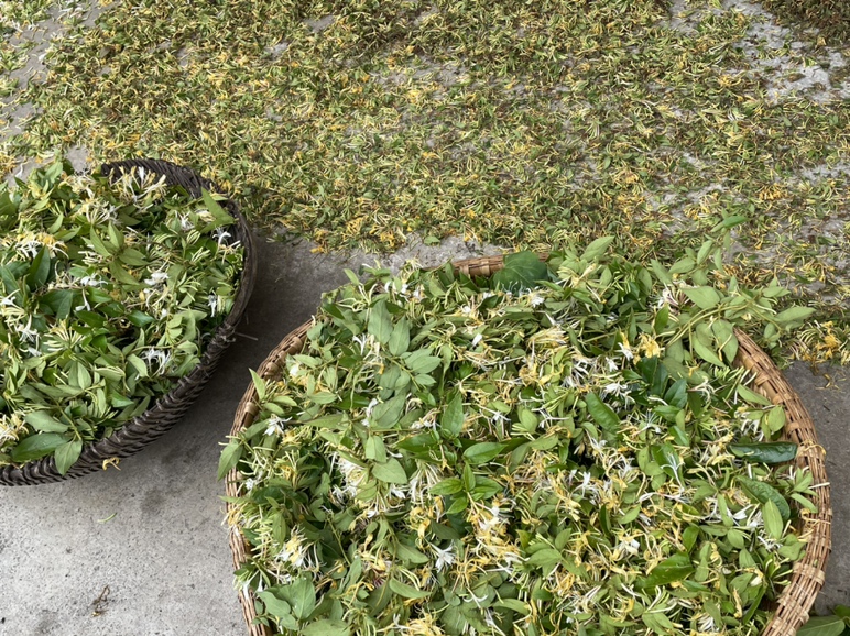 清明时节采摘的鼠曲草,嫩绿鲜嫩 清明时节采摘的鼠曲草,嫩绿鲜嫩