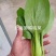 晓富北海道鸡毛菜种子耐热耐雨品质甜嫩找青菜种子夏秋种