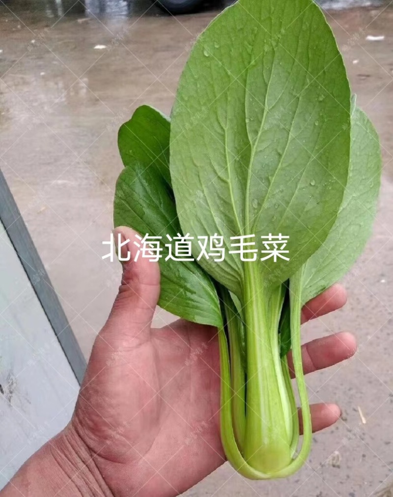 晓富北海道鸡毛菜种子耐热耐雨品质甜嫩找青菜种子夏秋种