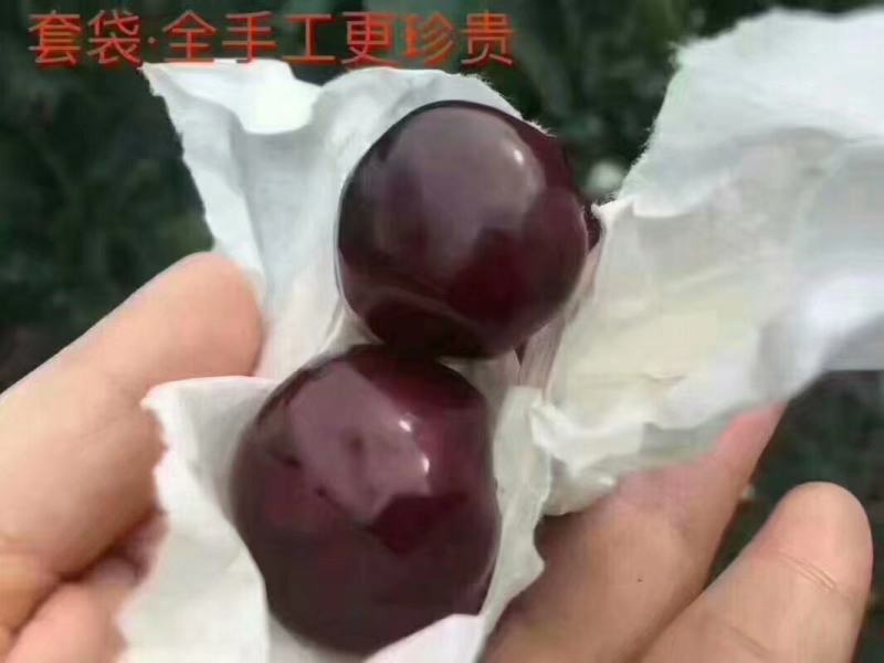 精品汉源车厘子