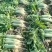 萝卜