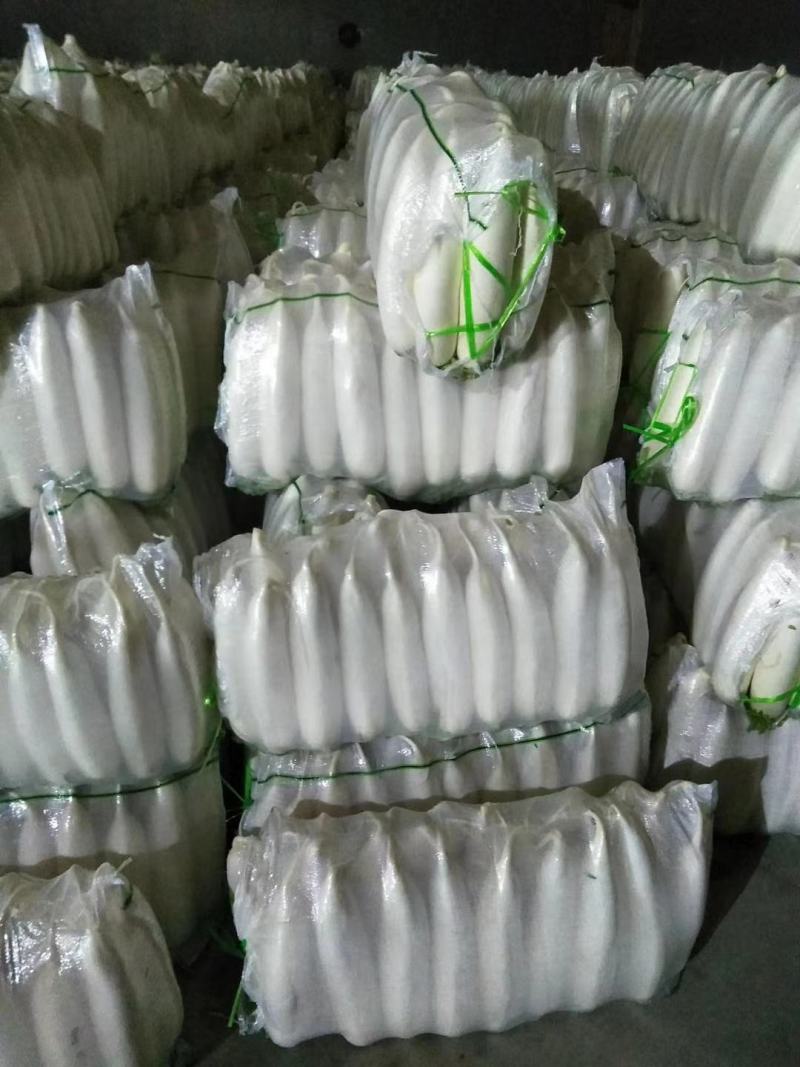 白萝卜