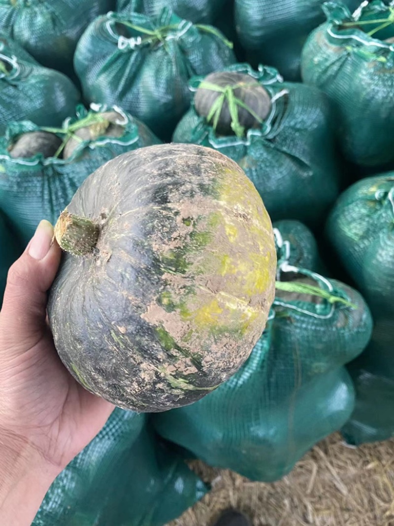 【精品】板栗南瓜，大量现货供应各种南瓜可视频看货