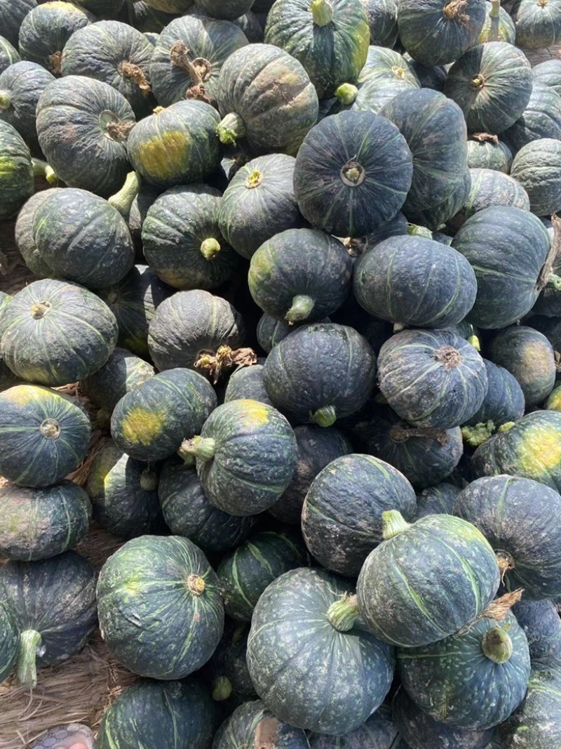 【精品】板栗南瓜，大量现货供应各种南瓜可视频看货