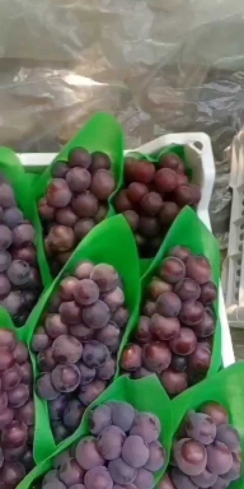 大量乒乓球葡萄需要的联系