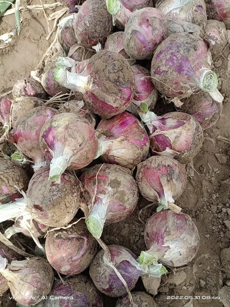 红皮洋葱，产地直销，量大从优，可以视频看货