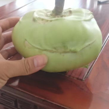 河北邯郸本地苤蓝大量现货供应可视频观看量大优惠