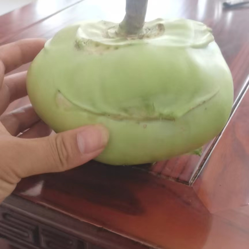 河北邯郸本地苤蓝大量现货供应可视频观看量大优惠