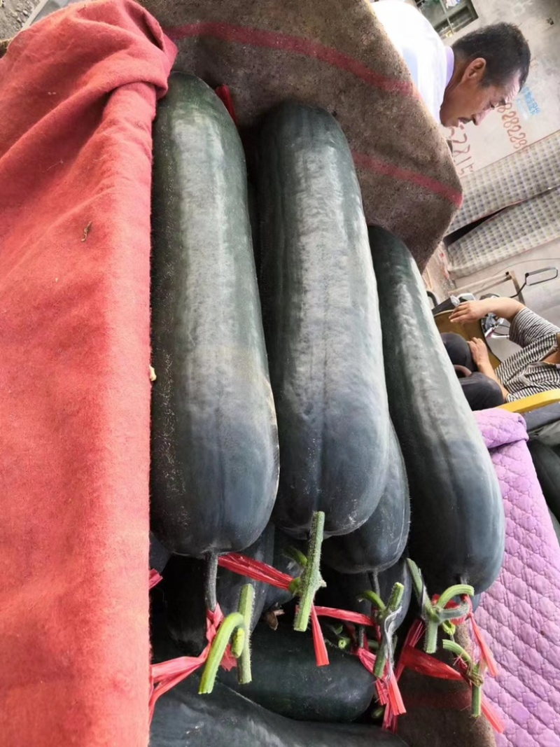 【精品】地爬冬瓜，吊瓜，加工厂用瓜，质量好价格合理，产地直发