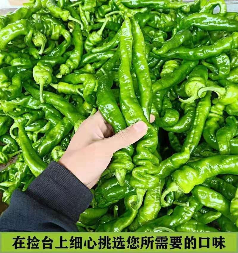 【热销】精品螺丝椒龙椒大量上市全国代发各大电商市场