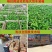 【热销】精品螺丝椒龙椒大量上市全国代发各大电商市场