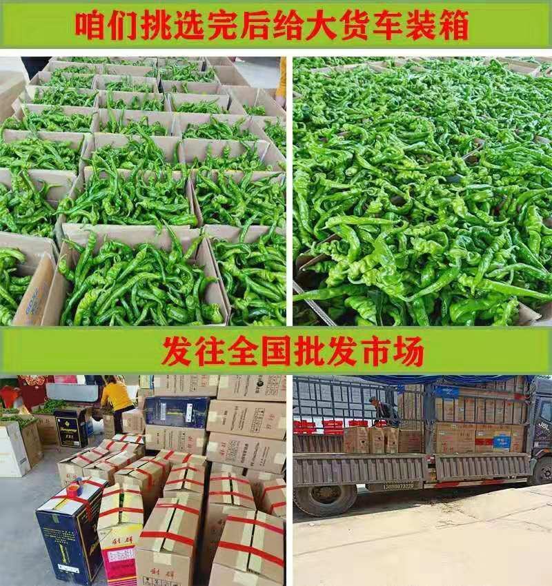 【热销】精品螺丝椒龙椒大量上市全国代发各大电商市场