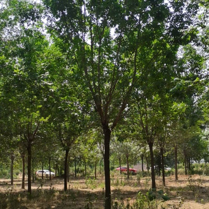 供应多规格白蜡树，速生白蜡，老式白蜡苗圃直供