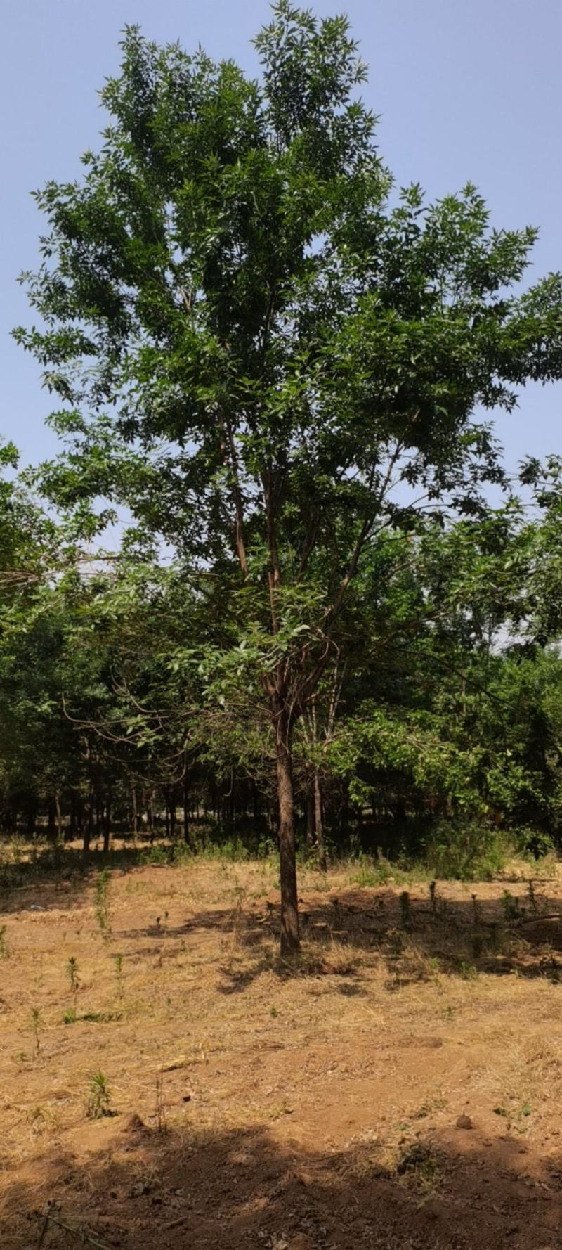 供应多规格白蜡树，速生白蜡，老式白蜡苗圃直供