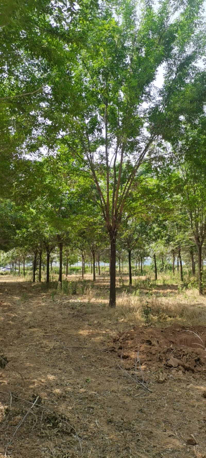 供应多规格白蜡树，速生白蜡，老式白蜡苗圃直供