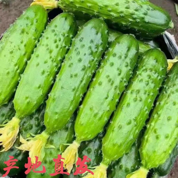 河北秦皇岛旱黄瓜全年供货质量保证货源充足可代收代发全国