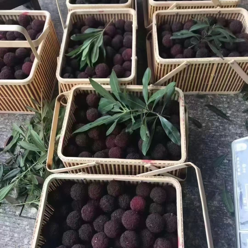 苏州东山乌紫杨梅