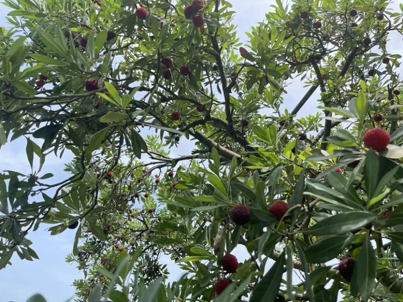 苏州东山乌紫杨梅