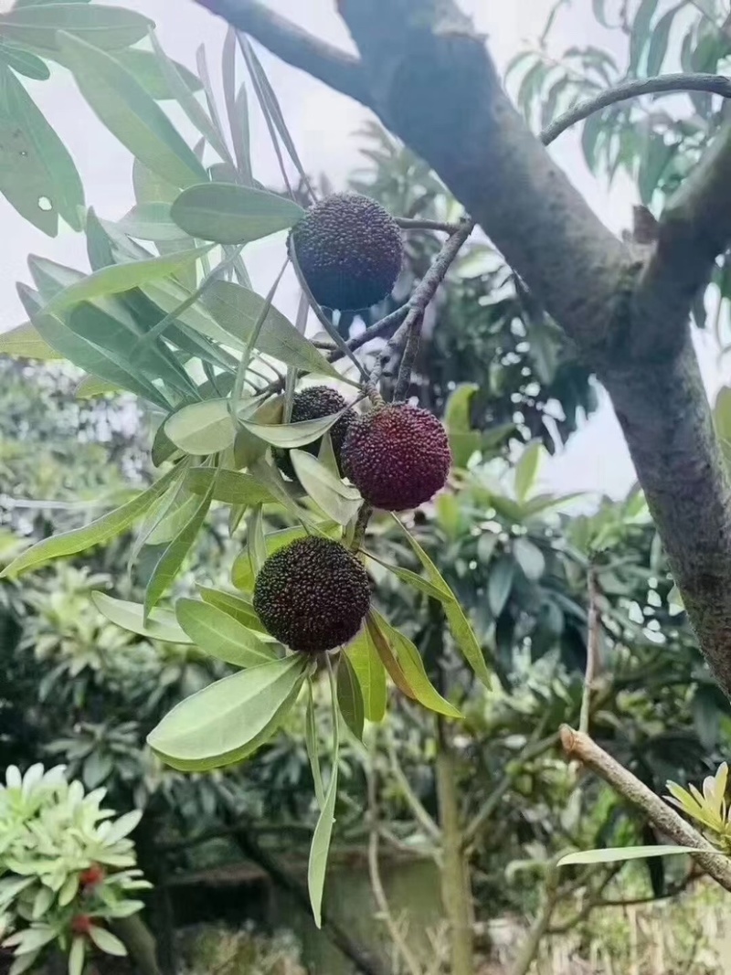 苏州东山乌紫杨梅