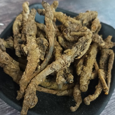 黄连:单支连过筛的新货质量好产地直销量大从优欢迎前来购买