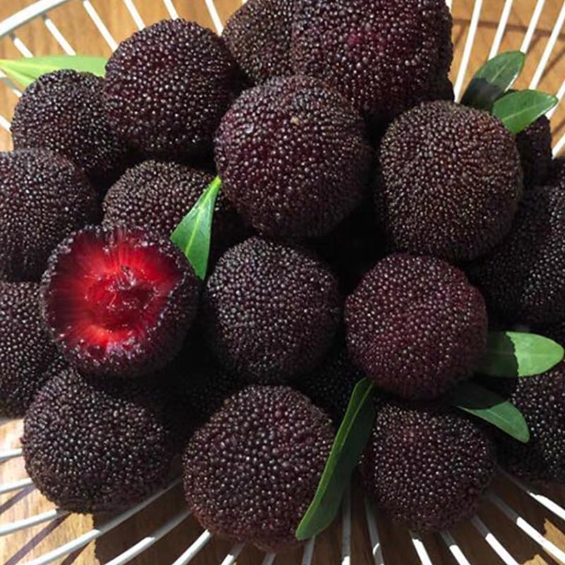 苏州东山乌紫杨梅