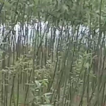 竹柳树苗
