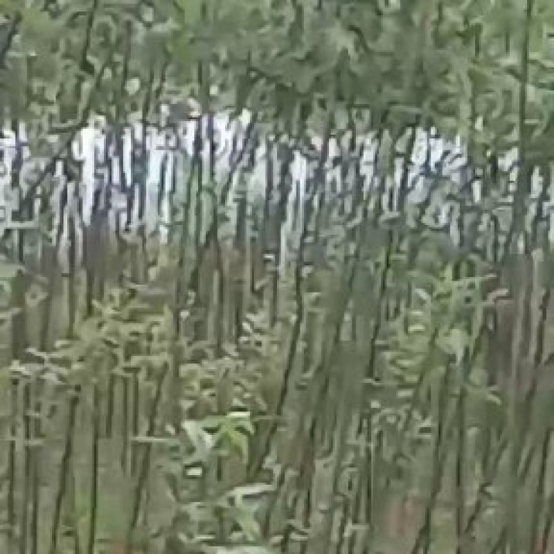竹柳树苗