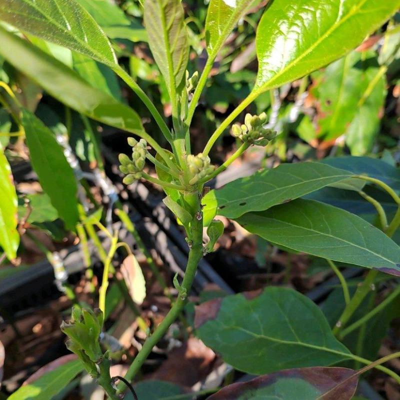 云南牛油果苗哈斯嫁接好苗认准好根系苗