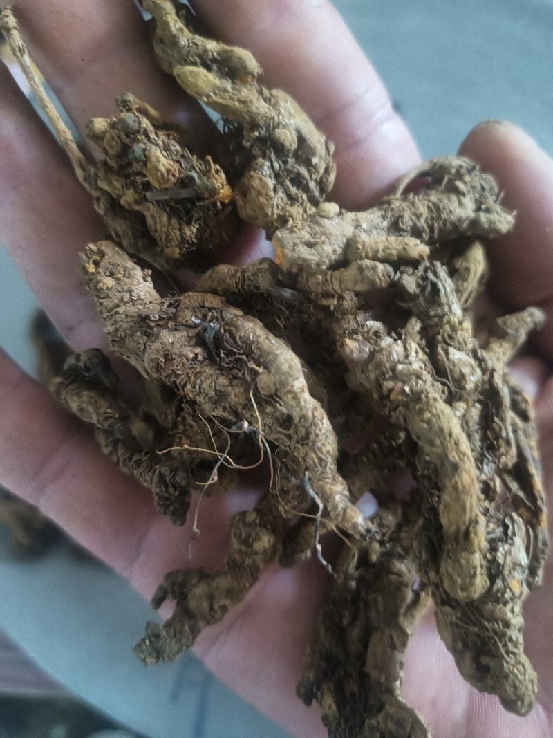 黄连：单支连过筛的新货质量好产地直销量大从优欢迎前来购买