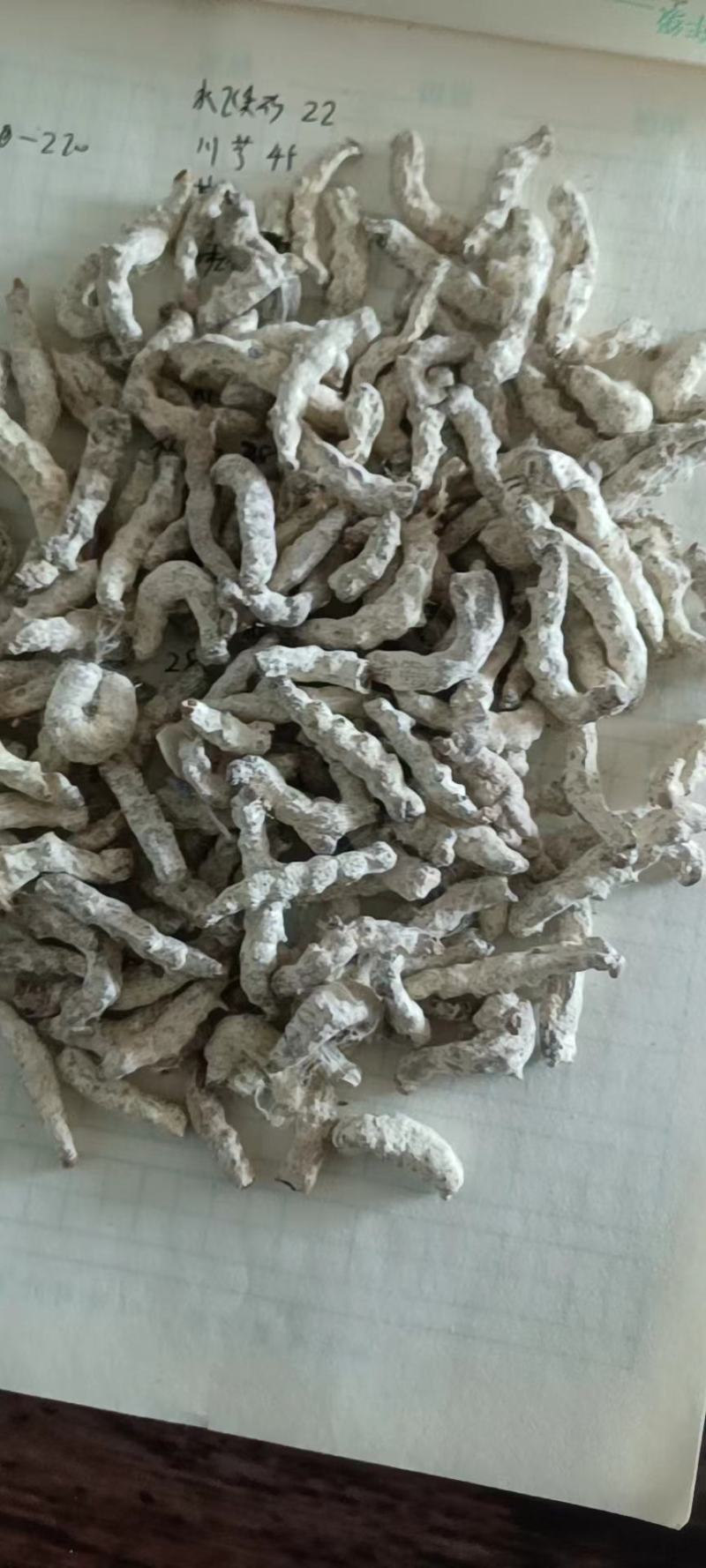 黄连：单支连过筛的新货质量好产地直销量大从优欢迎前来购买