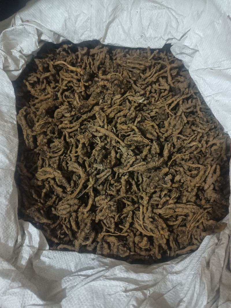 黄连：单支连过筛的新货质量好产地直销量大从优欢迎前来购买