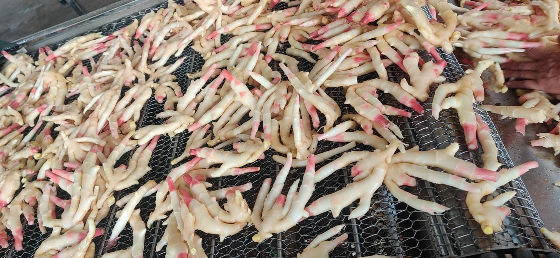 狗肉与子姜处理过程
