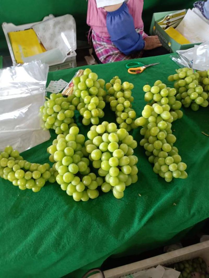 云南高原阳光玖瑰，口感纯正，清脆，香甜，现在大量上市中！