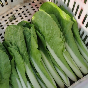 精品小白菜