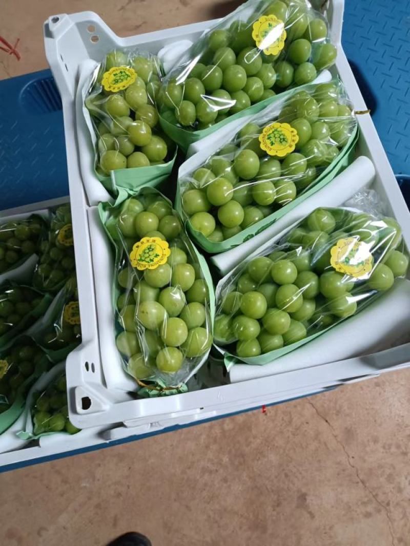 云南高原阳光玖瑰，口感纯正，清脆，香甜，现在大量上市中！